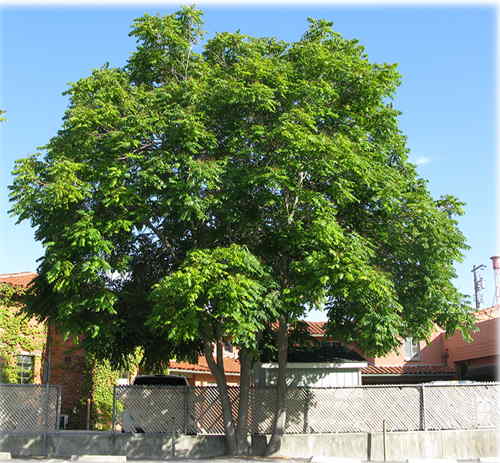 درخت عرعر